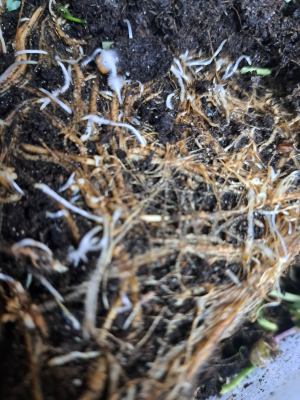 preliti microgreens uhnivajici korinky